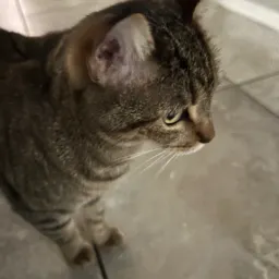zoe