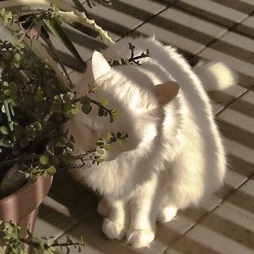 bean sprout