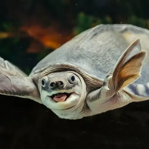Toatle