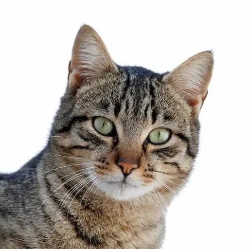 Catharina M