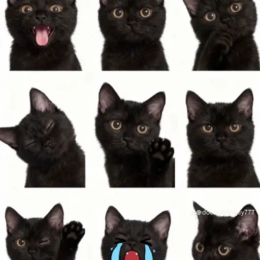 jiji