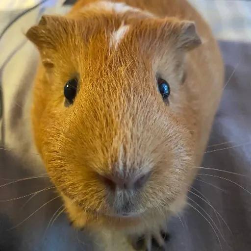Coco Loco