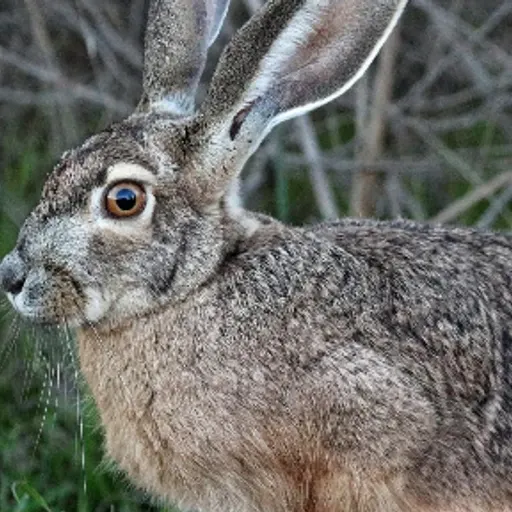 specwildlifezine