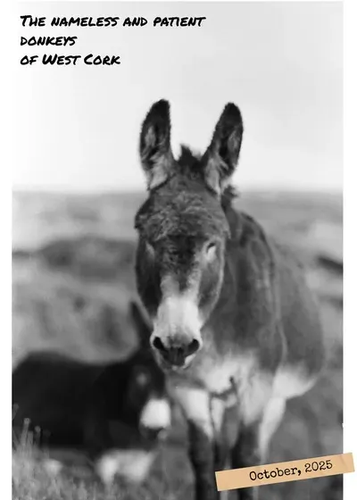 Donkeys of west cork