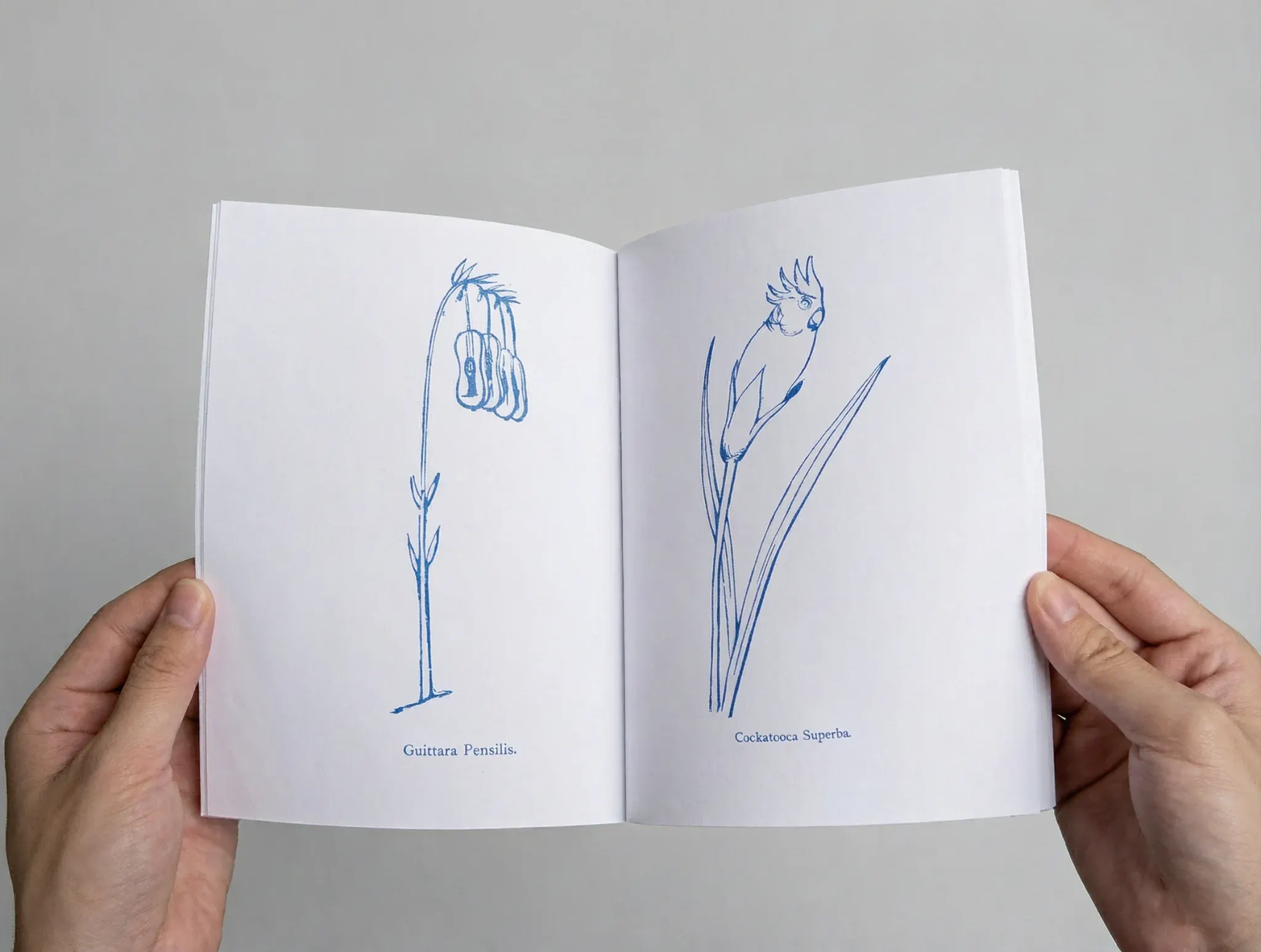 Photo 2 from Nonsense Pictures - Edward Lear (Flipping Wind Artchive)