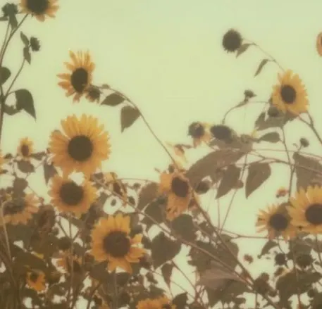 haapalajuuli's header