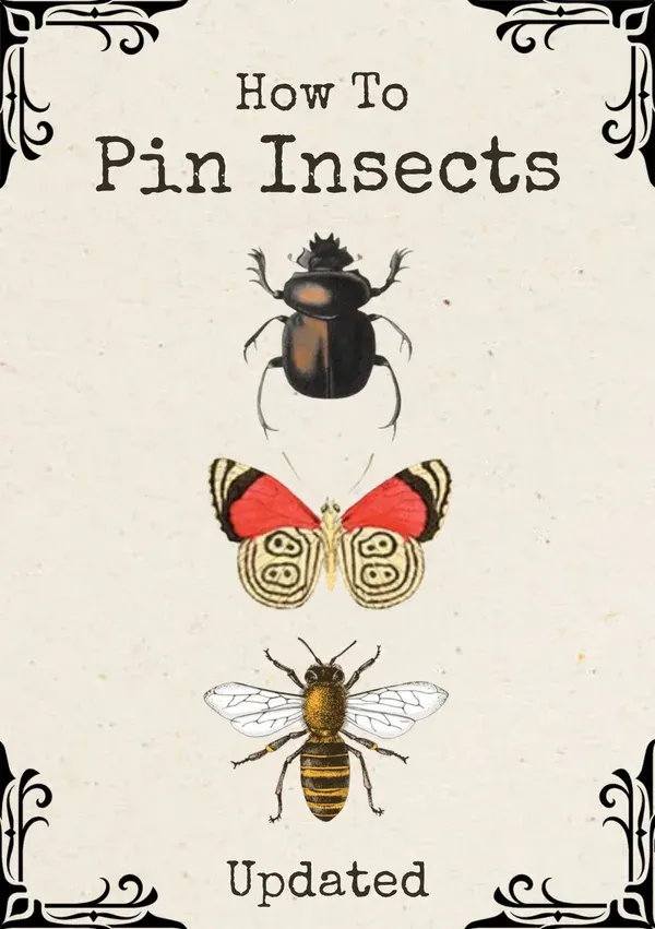 How to Pin Insects