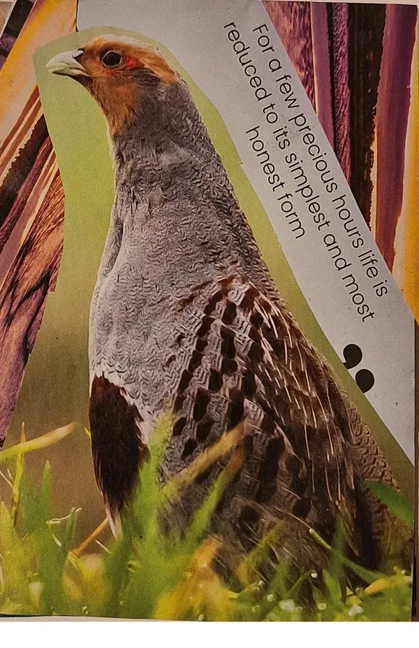 Introduced birds UK