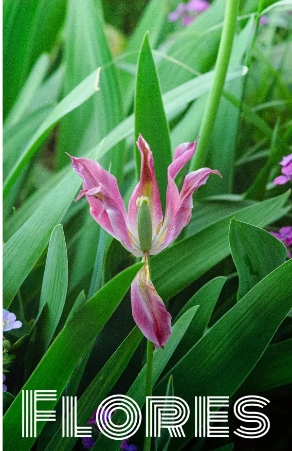 Flores