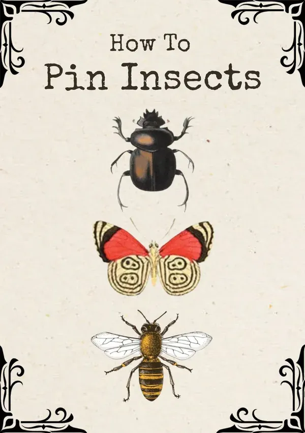 How to Pin Insects